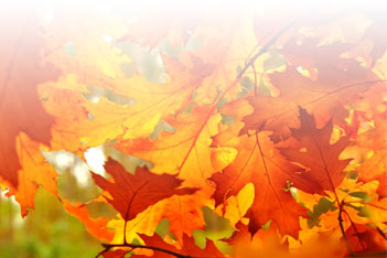 Fall Wonderland